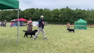 Labrador Retriever Club Championship Show - July 2022