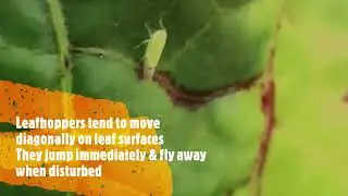 Introduction to leafhopper (Jassid) - Amrasca devastans (Syn: Amrasca biguttula biguttula)