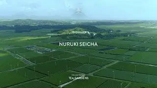 Yoshi en Tea Gardens: Nuruki Seicha