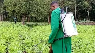 AFRICAN AGRICULTURE ||SPRAYING BEANS PLANTATION🧴🧴