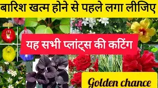 Barsat mein lagao in plants ki cutting. 20 से ज्यादा परमानेंट पौधे indoor outdoor succulent#flowers 