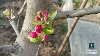 Green Tip Stage Apple Trees | Hot Climate apple varieties! January End |