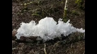 les &laquo; cheveux de glace &raquo; #Ice ' winter is Coming ' Le Froid & les machines II