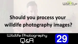 Wildlife Photography Q&A 29 - Should you process your wildlife images?