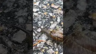 FL&Auml;CKLUNDSN&Auml;CKA | LEHTOKOTILO Arianta arbustorum #shortsfeed #nature #shorts
