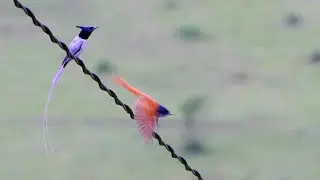 Indian paradise flycatcher | male, female and chick's call