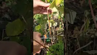 R&uuml;ckschnitt bei Himbeeren (Sommerhimbeeren und Herbsthimbeeren richtig schneiden!)