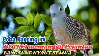 Perkutut Lokal Gacor Panjang Membuat Burung Peliharaan Gacor