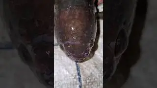 Big Climbing Perch#fish #fishing #trending #viral #shortsfeed #anime #shortsvideo #share #shorts