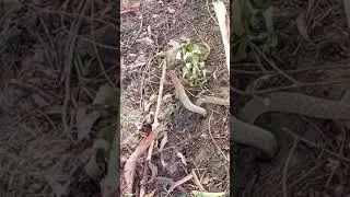 daily life snake hunting