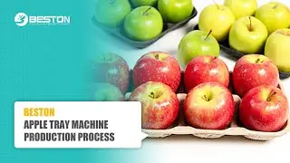 Beston Apple Tray Making Machine | 4 Sides 12 Moulds