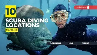 [2023] Canada Dive Sites That Will Blow Your Mind: Our Top 10 Scuba Diving Locations