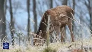 facts about musk deer | कस्तूरी मृग के बारे में रोचक तथ्य | Kastoori wala hiran | logic facts