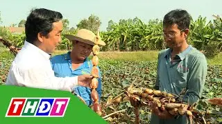 Trồng sen lấy củ xuất khẩu đi Nhật | THDT
