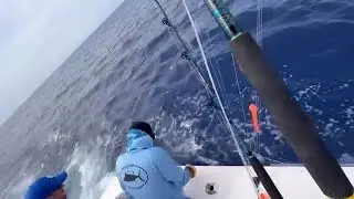Kona, HI - Taipan 7 went 2-5 on Blue Marlin.