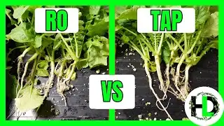 Is RO Water *Really* Better for Plants?