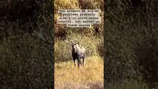 Hunter math #alaska #moose #hunting