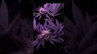buds forming time lapse #420 #fyp #viral #shorts #youtubeshorts #trending #weed #grow #plant #flower