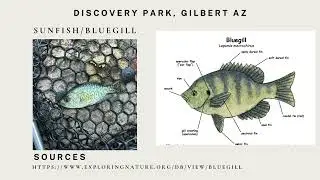 local ecosystem
