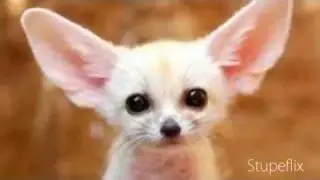 Fennec Fox Pictures