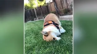 Face plant!!!