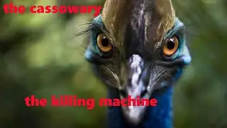 The World&rsquo;s Deadliest Bird the killing machine to Human