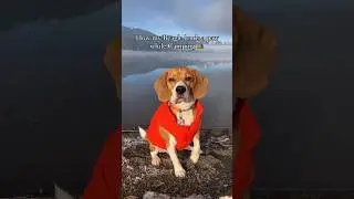 Beagle makes a great camping buddy 🏕️❤️ #beagletales #dog #beagle #beagledog #puppy #beaglebreed