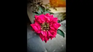 🔥 How do you change your nature photo📸🔥