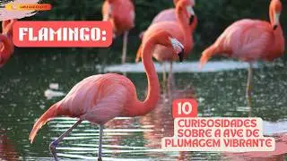 🦩 Flamingo: 10 Curiosidades Fascinantes Sobre a Ave de Plumagem Vibrante