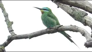 MEGA: BLUE-CHEEKED BEE-EATER IN BELGIUM - Merops persicus - Groene Bijeneter / Overmere / 18-5-2025