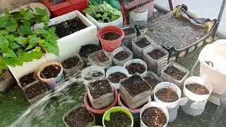 Let's harvest vegetables in my little garden #lifeofw #lealausin 