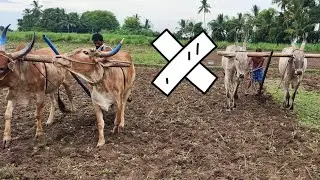 Bullock | Bullockcart working style in village | cow videos | Bull ploughing video | Bull racing