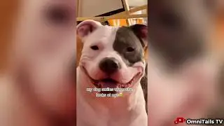 HILARIOUS DOG VIDEOS 😂 | 10 Minutes of Funny Dog Videos #1