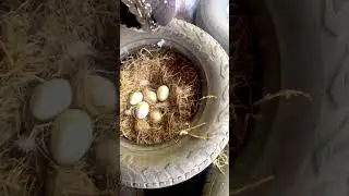 មកមើលសត្វនៅចំការ#Come see the animals on the farm.#rvstory