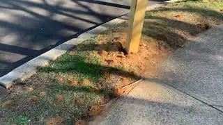Quite a Massive Digger Bee Infestation