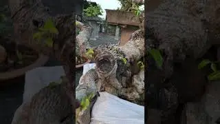 Sẽ khổ kh&ocirc;ng nếu đ&agrave;n &ocirc;ng c&oacute; 1 vợ #bonsai #xuhuong #caycanh  #youtubeshorts #youtube