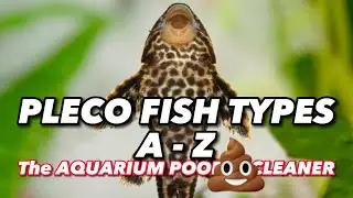 Pleco Fish Types - THE POOP CLEANER FISH #animals #nature 4K