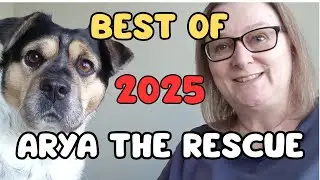 Best of Arya The Rescue Dog 2025
