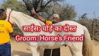 Groom: Horse's Friend #साईसघोड़ेकादोस्त #flyinganvilfoundation  #farrieryinstitutedundlod