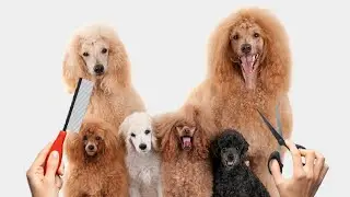 Poodle Haircuts: 10 Essential Tips
