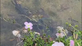 Spring Dragonfly - April 24th, 2022