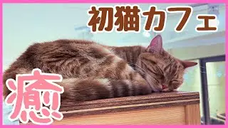 【0歳からOK】大阪・天王寺MIO内の猫カフェ行ってきた！