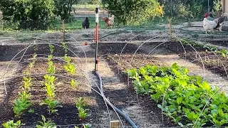 &ldquo;From Empty Lot to Garden Plot&rdquo; How We Created the First Garden Beds on our Small Farm