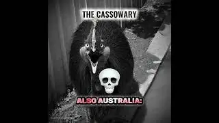 Harmless VS DEADLY ANIMALS IN AUSTRALIA #shorts #australia #animals #trending #dangerous #cute