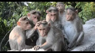 Monkey Family Bond - A Group Caring for Their Baby Together
