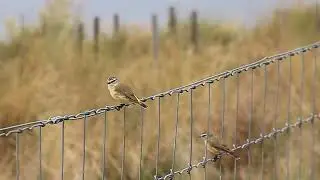 Thornbills chatting #australiannativebirds #birdwatching #birdlovers #littlebirds #wildbirds #birds