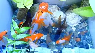 Put Veiltail,Tamasaba, giant Oranda,Curled gill goldfish in tanks,Cute animal,Cute video animal