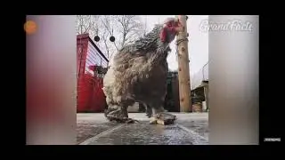Grandfacts kanalından g&uuml;lmeme &ccedil;alıncı yaptım!