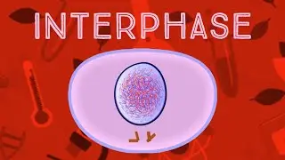 Interphase Animation