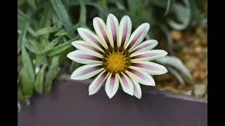 UV flower patterns and pollinators - mini documentary